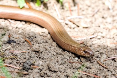 Yavaş solucanı (Anguis colchica) Çek Cumhuriyeti.