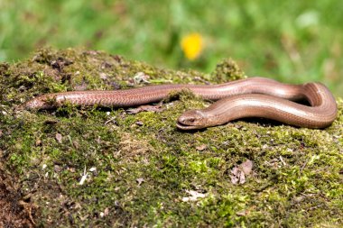 Slow worm (Anguis colchica) from Czech Republic. clipart
