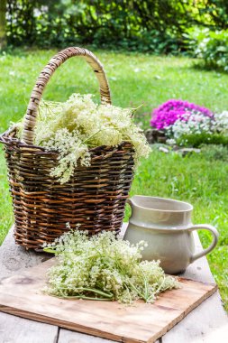 Yaşlı çiçeği Çiçek bahçesinde bir sepet içinde