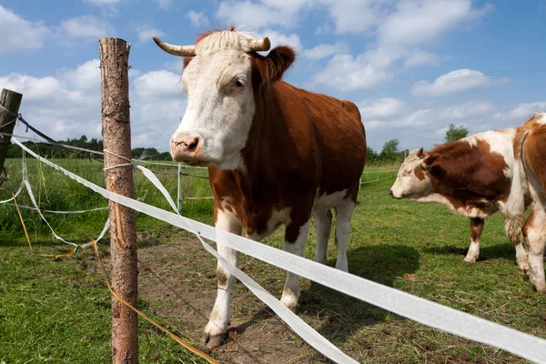 Animale domestico da allevamento - vacca — Foto Stock