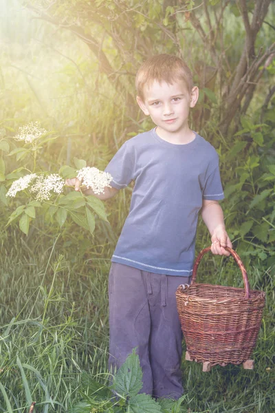 République tchèque - cueillette de fleurs de sureau - garçon avec panier plein de fleurs d'herbes — Photo
