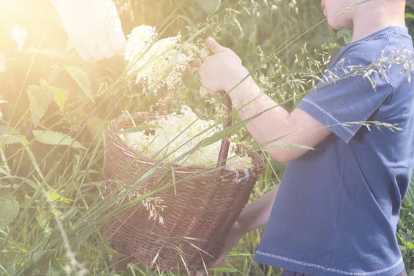 Tsjechië - verzamelen ouderling blossom flower - jongen met volledige kruiden bloemmand — Stockfoto