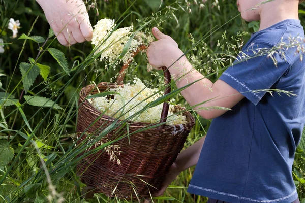 Czech Republic - collecting elder blossom flower - boy with full herbs flower basket — Stock Photo, Image