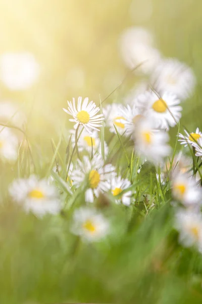 Beautiful daisies on the green grass with sun ray — Stock Photo, Image