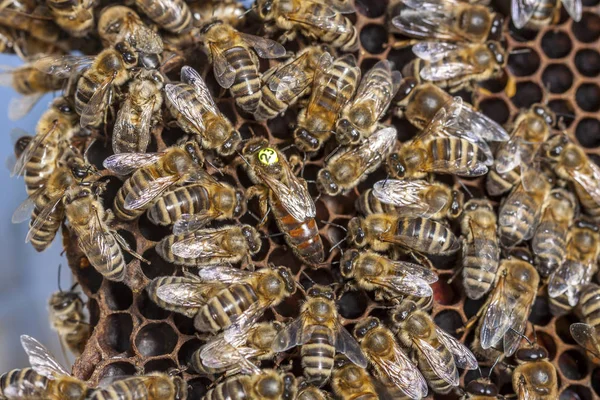 La abeja reina - la apicultura en la República Checa - la abeja melífera, los detalles de la colmena, los panales y las abejas —  Fotos de Stock