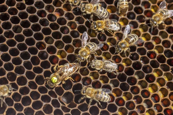 La apicultura en la República Checa - la abeja melífera, los detalles de la colmena —  Fotos de Stock