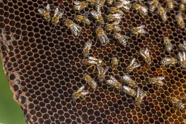 捷克共和国的养蜂业-蜜蜂，蜂房的详细情况 — 图库照片