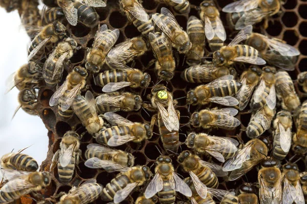 捷克共和国的养蜂业-蜜蜂，蜂房的详细情况 — 图库照片