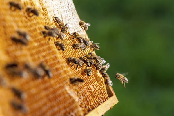 Apicoltura nella Repubblica ceca - api mellifere, dettagli dell'alveare — Foto Stock