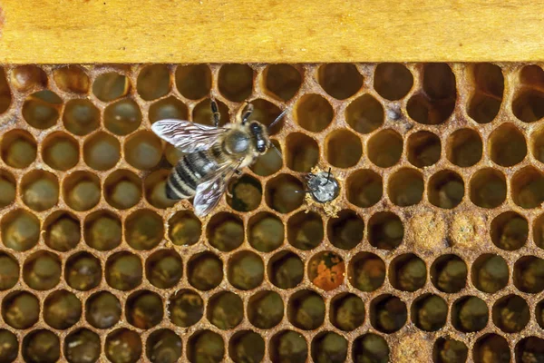 La apicultura en la República Checa - la abeja melífera, los detalles de la colmena —  Fotos de Stock