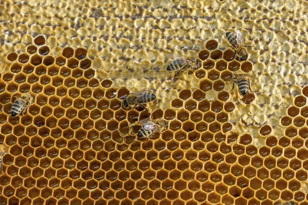 Apicultura na República Checa - abelha, detalhes da colmeia — Fotografia de Stock