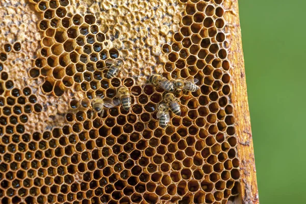 Apicoltura nella Repubblica ceca - api mellifere, dettagli dell'alveare — Foto Stock