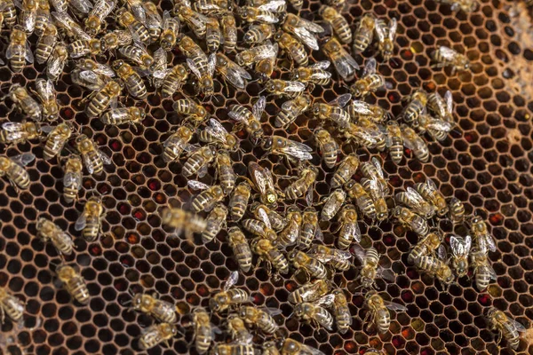 チェコの養蜂-ミツバチ、蜂の巣の詳細 — ストック写真