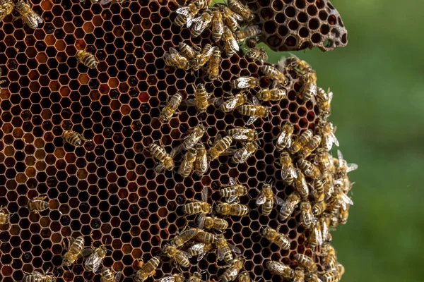 Biodling i Tjeckien - honungsbi, uppgifter om kupan — Stockfoto