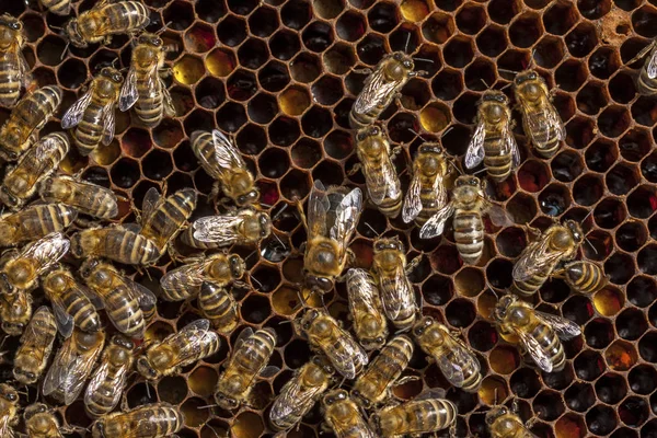 Biodling i Tjeckien - honungsbi, uppgifter om kupan — Stockfoto