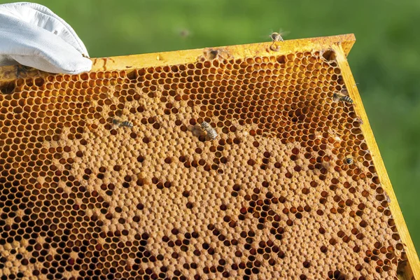 Apicoltura nella Repubblica ceca - api mellifere, dettagli dell'alveare — Foto Stock