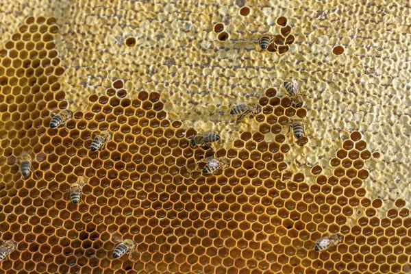 La apicultura en la República Checa - la abeja melífera, los detalles de la colmena —  Fotos de Stock