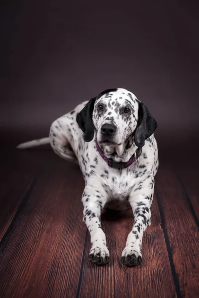 A dog dalmatian looking at the camera in studio — Stock Photo, Image