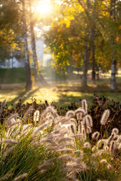 Solstrålar i höstens stadspark - Tjeckien, Pardubice — Stockfoto