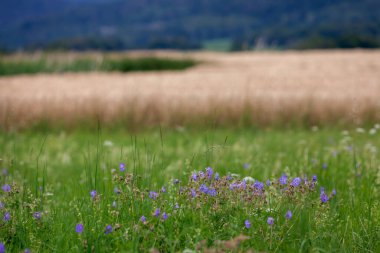 Demir Dağlardan manzara manzarası - Zelezne hory, Çek Cumhuriyeti