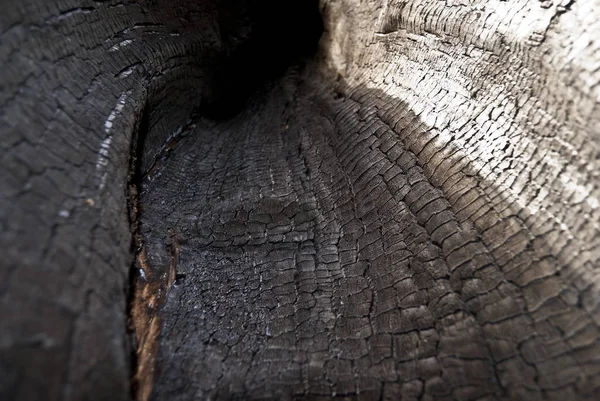 El tronco del árbol quemado —  Fotos de Stock