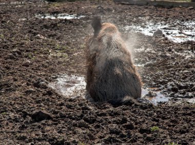 Büyük domuz üzerinde kir tatil