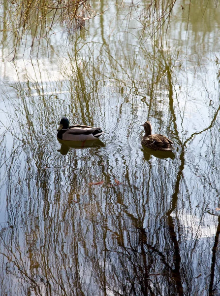 Dwie kaczki pływające w stawie pod gałązki wierzby — Zdjęcie stockowe