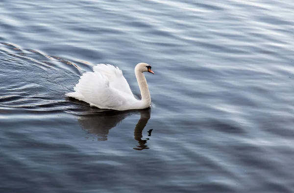 Belo cisne branco em uma lagoa — Fotografia de Stock