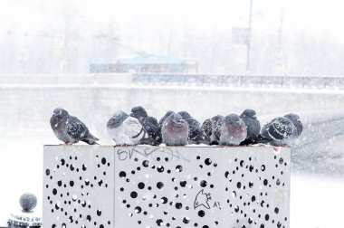 Şehir güvercinleri ve blizzard