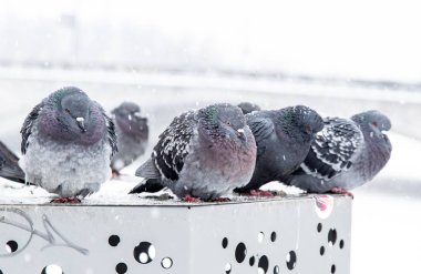 Şehir güvercinleri ve blizzard