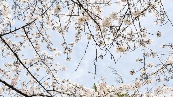 Chidorigafuchi Cherry Blossom Tokyo Japan — стоковое фото