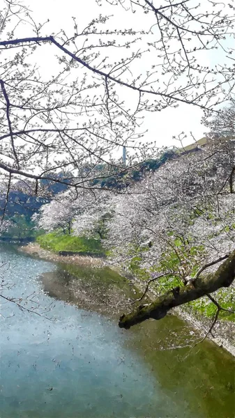 Kwiat Wiśni Chidorigafuchi Tokio Japonia — Zdjęcie stockowe