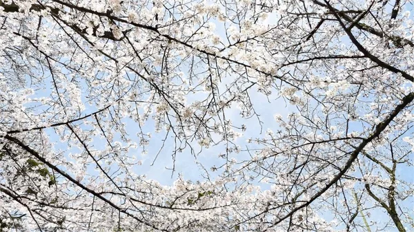 Chidorigafuchi Cherry Blossom Tokyo Japon — Photo