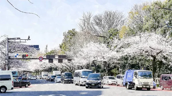 Chidorigafuchi Körsbärsblomma Tokyo Japan — Stockfoto