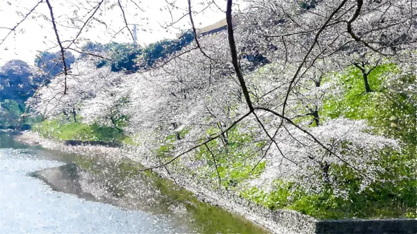 Chidorigafuchi Cseresznyevirág Tokióban Japánban — Stock Fotó