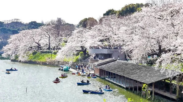 Chidorigafuchi Kersenbloesem Tokio Japan — Stockfoto