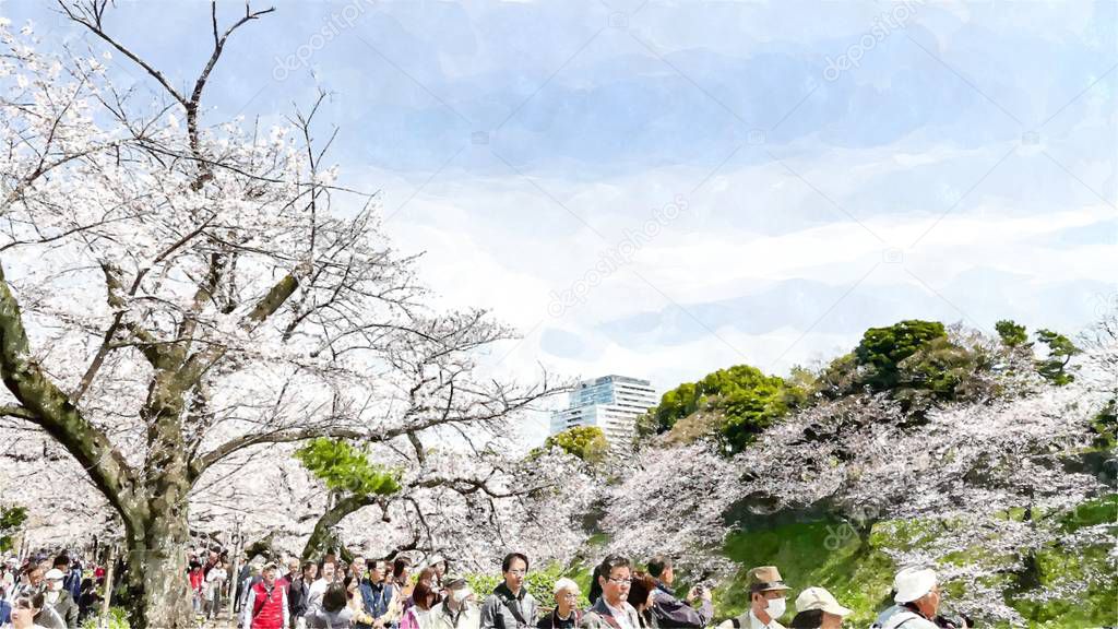  Chidorigafuchi Cherry Blossom in Tokyo,Japan
