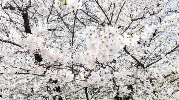 Chidorigafuchi Cseresznyevirág Tokióban Japánban — Stock Fotó