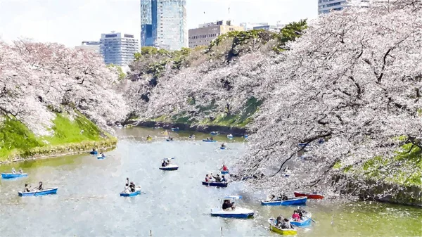  Tokyo, Japonya 'da Chidorigafuchi Kiraz Çiçeği