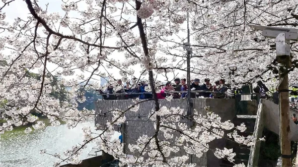 Chidorigafuchi Cherry Blossom in Tokyo,Japan