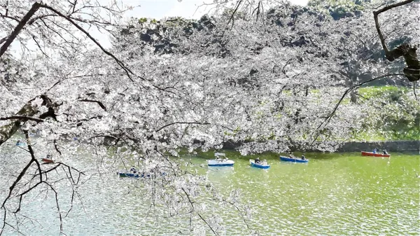 Chidorigafuchi Cherry Blossom Tóquio Japão — Fotografia de Stock