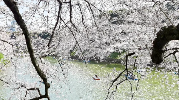 Chidorigafuchi Cherry Blossom Στο Τόκιο Ιαπωνία — Φωτογραφία Αρχείου