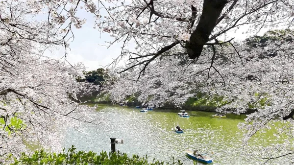 Chidorigafuchi Cherry Blossom Στο Τόκιο Ιαπωνία — Φωτογραφία Αρχείου