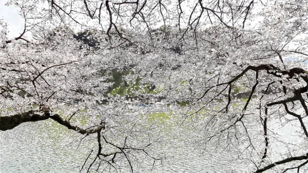 Chidorigafuchi Cherry Blossom Στο Τόκιο Ιαπωνία — Φωτογραφία Αρχείου