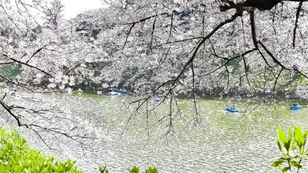 Chidorigafuchi Kirschblüte Tokio Japan — Stockfoto