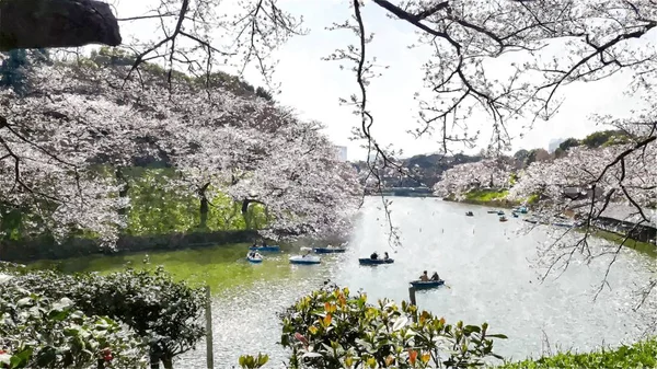 stock image  Chidorigafuchi Cherry Blossom in Tokyo,Japan