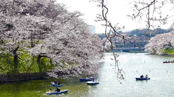 Chidorigafuchi Cherry Blossom Στο Τόκιο Ιαπωνία — Φωτογραφία Αρχείου