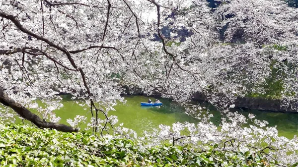 Chidorigafuchi Cherry Blossom Στο Τόκιο Ιαπωνία — Φωτογραφία Αρχείου