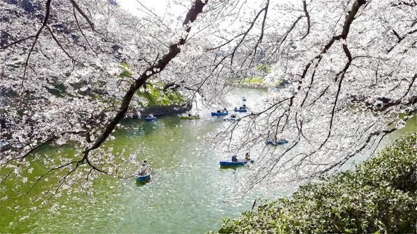 Chidorigafuchi Cherry Blossom Στο Τόκιο Ιαπωνία — Φωτογραφία Αρχείου