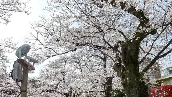 Chidorigafuchi Fiore Ciliegio Tokyo Giappone — Foto Stock